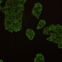 HSP90 alpha/beta Rabbit Monoclonal Antibody