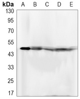 FKBP4 Rabbit Monoclonal Antibody