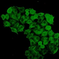 FKBP4 Rabbit Monoclonal Antibody