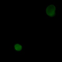 CD95 Rabbit Monoclonal Antibody