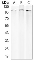 Catenin delta 1 Rabbit Monoclonal Antibody