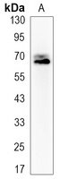 PGHS-2 Rabbit Monoclonal Antibody