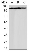 Collagen 3 alpha 1 Rabbit Monoclonal Antibody