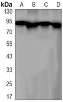Axin-2 Rabbit Monoclonal Antibody