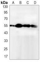 ATG5 Rabbit Monoclonal Antibody