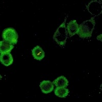 ATG5 Rabbit Monoclonal Antibody