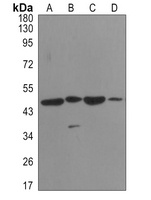 Alpha-enolase Rabbit Monoclonal Antibody
