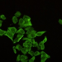 Alpha-enolase Rabbit Monoclonal Antibody
