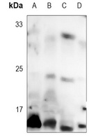 4EBP1 (Phospho-T46) Rabbit Monoclonal Antibody