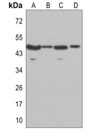 GSK3 beta Rabbit Monoclonal Antibody