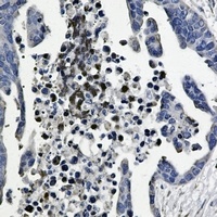 GSK3 beta Rabbit Monoclonal Antibody