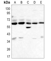 Beclin-1 Rabbit Monoclonal Antibody