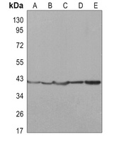 ERK2 Rabbit Monoclonal Antibody