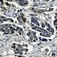 ERK2 Rabbit Monoclonal Antibody