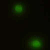 ERK2 Rabbit Monoclonal Antibody