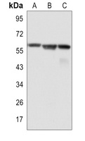 c-Myc Rabbit Monoclonal Antibody