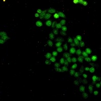 c-Myc Rabbit Monoclonal Antibody