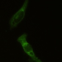 PKR Rabbit Monoclonal Antibody
