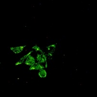 Caveolin 1 Rabbit Monoclonal Antibody