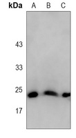 BAX Rabbit Monoclonal Antibody