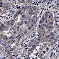 BAX Rabbit Monoclonal Antibody