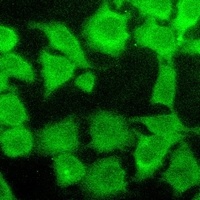 AKT Rabbit Monoclonal Antibody
