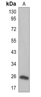 FAM3A Rabbit Polyclonal Antibody