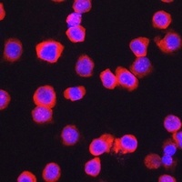 CD11b Rabbit Polyclonal Antibody