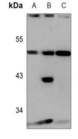 GPR13 Rabbit Polyclonal Antibody