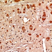 GPR13 Rabbit Polyclonal Antibody