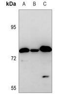ZNF420 Rabbit Polyclonal Antibody