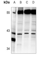 AIFM2 Rabbit Polyclonal Antibody