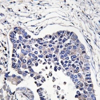 AIFM2 Rabbit Polyclonal Antibody