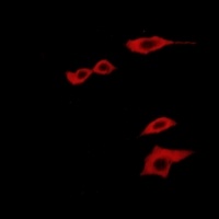 AIFM2 Rabbit Polyclonal Antibody