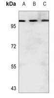 Collagen 25 alpha 1 Rabbit Polyclonal Antibody