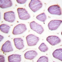 Parkin (Phospho-S131) Rabbit Polyclonal Antibody