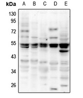 NeuN Rabbit Polyclonal Antibody