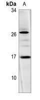 Histone H3 Rabbit Polyclonal Antibody