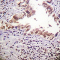 Histone H3 Rabbit Polyclonal Antibody