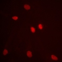 Histone H3 Rabbit Polyclonal Antibody