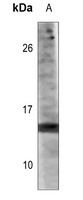 Histone H3 (Acetyl-K14) Rabbit Polyclonal Antibody