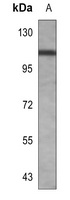 CD106 Rabbit Polyclonal Antibody