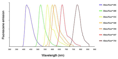 Streptavidin Antibody (FITC)