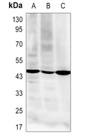RSAD2 Rabbit Polyclonal Antibody
