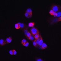 FGF23 Rabbit Polyclonal Antibody