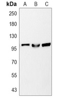 STAT6 Rabbit Polyclonal Antibody