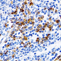 TWEAK Rabbit Polyclonal Antibody