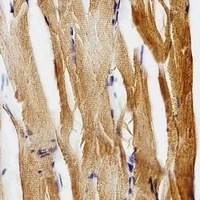 gfap Rabbit Polyclonal Antibody