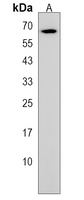 USP17L24 Rabbit Polyclonal Antibody