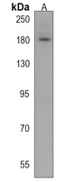 IFT172 Rabbit Polyclonal Antibody